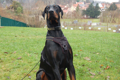 Starsky - Junger Dobermann, Dobermann - Hündin