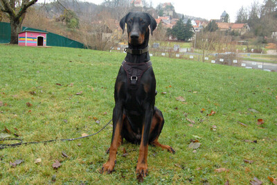 Starsky - Junger Dobermann, Dobermann - Hündin