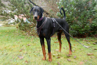 Starsky - Junger Dobermann, Dobermann - Hündin