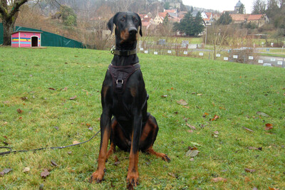 Starsky - Junger Dobermann, Dobermann - Hündin