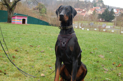 Starsky - Junger Dobermann, Dobermann - Hündin