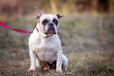 Stella, FRANZÖSISCHE BULLDOGGE - Hündin