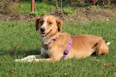 Stella, Mischling - Hündin