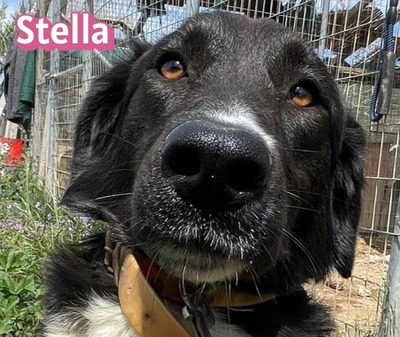 Stella, Mischling - Hündin