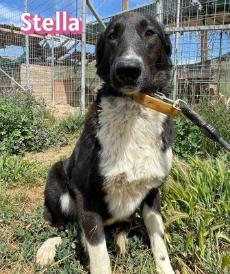 Stella, Mischling - Hündin