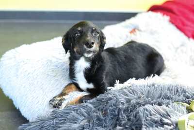 Stella, Mischling Welpen - Hündin
