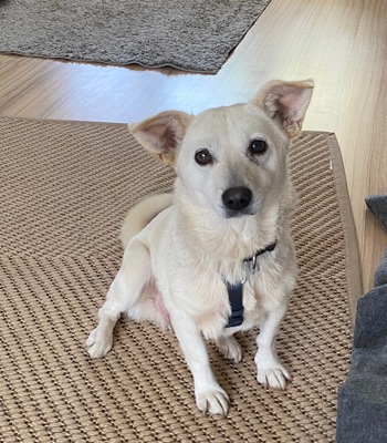 Stella, Mix - Hündin