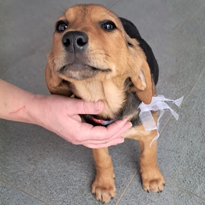 Stella - freundlich und menschenbezogen, Mischling Welpen - Hündin