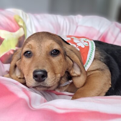 Stella - freundlich und menschenbezogen / Reserviert, Mischling Welpen - Hündin