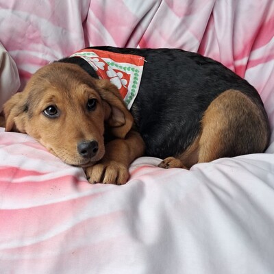 Stella - freundlich und menschenbezogen / Reserviert, Mischling Welpen - Hündin