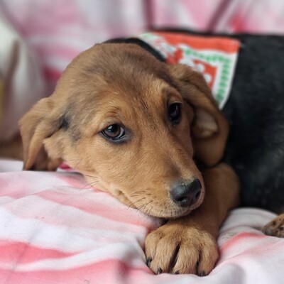 Stella - freundlich und menschenbezogen / Reserviert, Mischling Welpen - Hündin