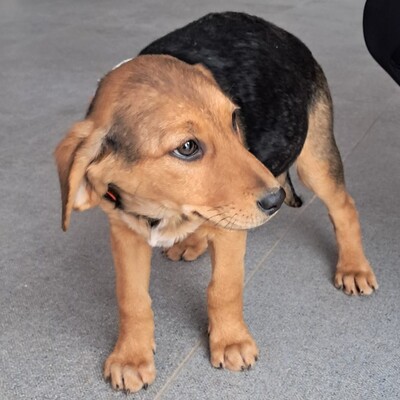 Stella - freundlich und menschenbezogen / Vorgemerkt, Mischling Welpen - Hündin