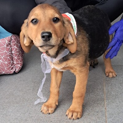 Stella - freundlich und menschenbezogen / Vorgemerkt, Mischling Welpen - Hündin