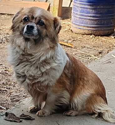 Stella, wieviel Schmerz kann ein kleiner Hund ertragen?