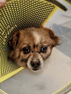 Stella, wieviel Schmerz kann ein kleiner Hund ertragen?, Mischling - Hündin