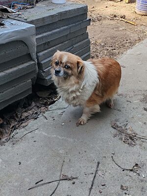 Stella, wieviel Schmerz kann ein kleiner Hund ertragen?, Mischling - Hündin