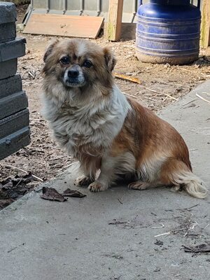 Stella, wieviel Schmerz kann ein kleiner Hund ertragen?, Mischling - Hündin