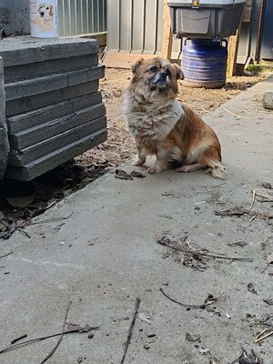 Stella, wieviel Schmerz kann ein kleiner Hund ertragen?, Mischling - Hündin