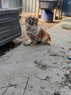Stella, wieviel Schmerz kann ein kleiner Hund ertragen?, Mischling - Hündin