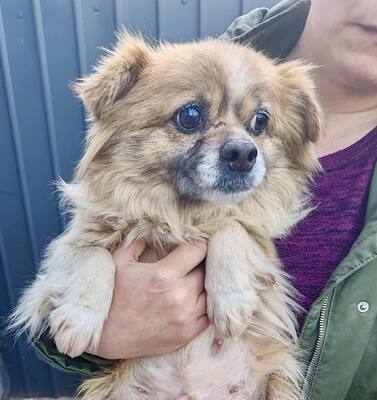 Stella, wieviel Schmerz kann ein kleiner Hund ertragen?, Mischling - Hündin