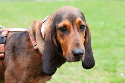 Stellani, Mix - Hündin