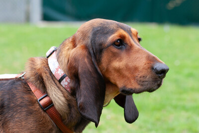 Stellani, Mix - Hündin