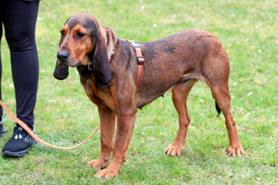 Stellani, Mix - Hündin