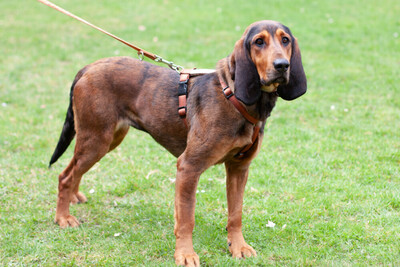 Stellani, Mix - Hündin