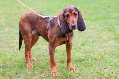 Stellani, Mix - Hündin