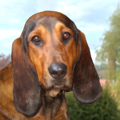 Stellani, Mix - Hündin