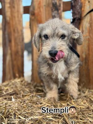 Stempli super süßer Rauhhaar-Dackel-Mix sucht..., Rauhaar-Dackel-Mix Welpen - Rüde