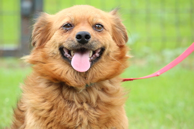 Sternchen, Mischling - Hündin