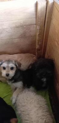 Sternchen – zu jung für die Straße, zu zart für den Shelter, Mischling Welpen - Hündin