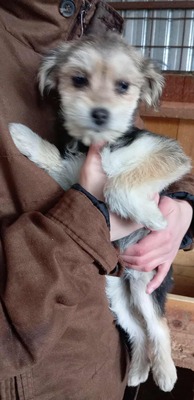 Sternchen – zu jung für die Straße, zu zart für den Shelter, Terrier - Mischling Welpen - Hündin