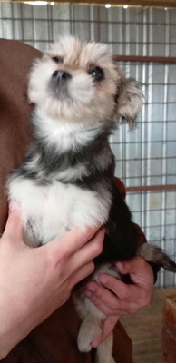 Sternchen – zu jung für die Straße, zu zart für den Shelter, Terrier - Mischling Welpen - Hündin