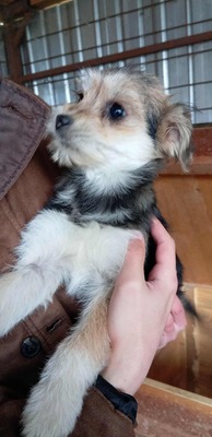 Sternchen – zu jung für die Straße, zu zart für den Shelter, Terrier - Mischling Welpen - Hündin