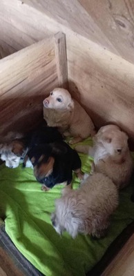 Sternchen – zu jung für die Straße, zu zart für den Shelter, Terrier - Mischling Welpen - Hündin