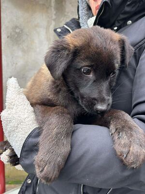 Steve, Mischling Welpen - Rüde