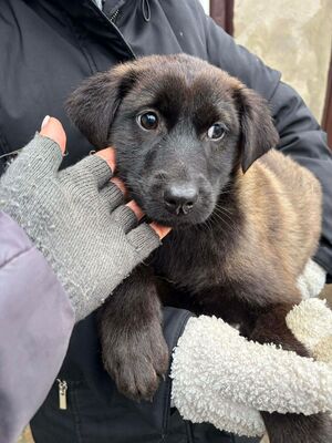 Steve, Mischling Welpen - Rüde