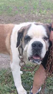 Steve, der sanfte Riese mit schwerer Vergangenheit