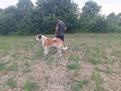 Steve, der sanfte Riese mit schwerer Vergangenheit, Bernersennen - Bernhardiner - Rüde