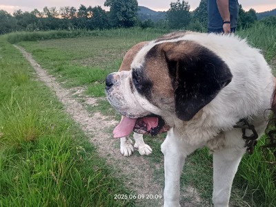 Steve, der sanfte Riese mit schwerer Vergangenheit, Bernersennen - Bernhardiner - Rüde