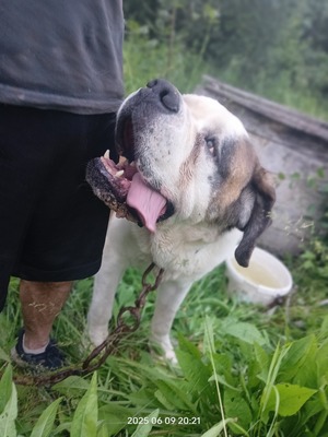 Steve, der sanfte Riese mit schwerer Vergangenheit, Bernersennen - Bernhardiner - Rüde
