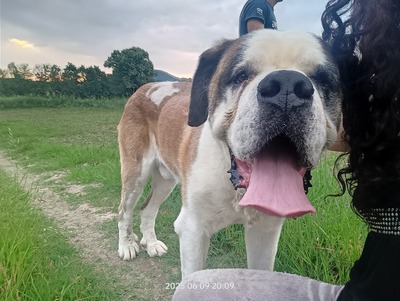 Steve, der sanfte Riese mit schwerer Vergangenheit, Mischling - Rüde