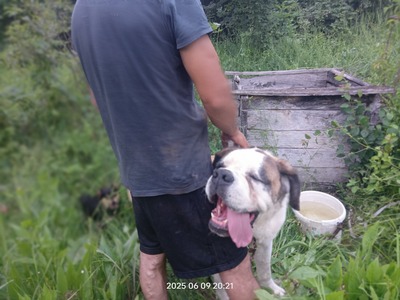 Steve, der sanfte Riese mit schwerer Vergangenheit, Mischling - Rüde