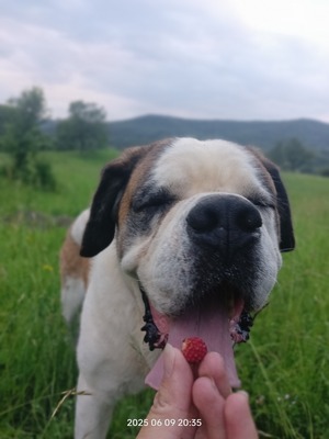 Steve, der sanfte Riese mit schwerer Vergangenheit, Mischling - Rüde