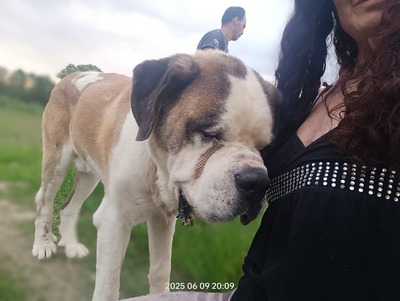 Steve, der sanfte Riese mit schwerer Vergangenheit, Mischling - Rüde