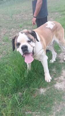 Steve, der sanfte Riese mit schwerer Vergangenheit, Mischling - Rüde