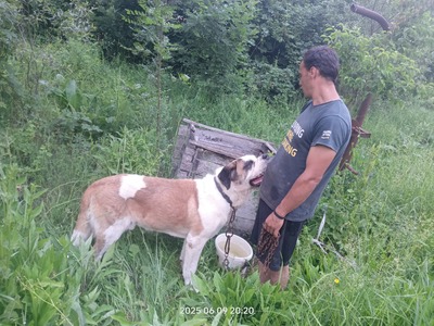 Steve, der sanfte Riese mit schwerer Vergangenheit, Mischling - Rüde