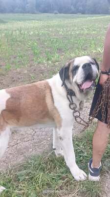 Steve, der sanfte Riese mit schwerer Vergangenheit, Mischling - Rüde